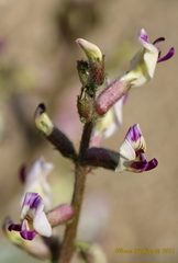 Astragalus layneae