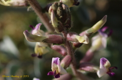 Astragalus layneae
