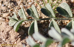 Astragalus layneae