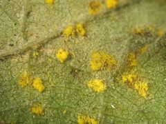 Neophysopella ampelopsidis