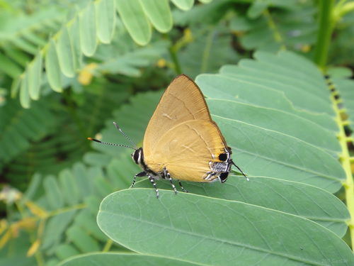 Malay Red Flash