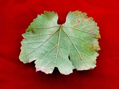 Neophysopella ampelopsidis