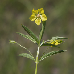 Lysimachia hybrida
