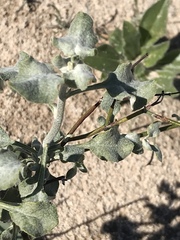 Eriogonum deserticola