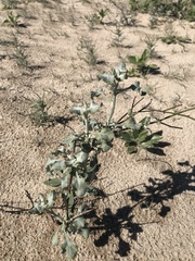 Eriogonum deserticola