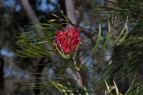 Grevillea banksii