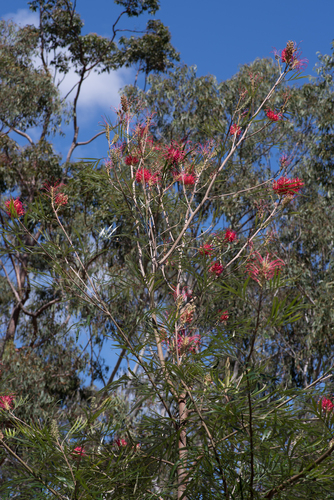 Grevillea banksii