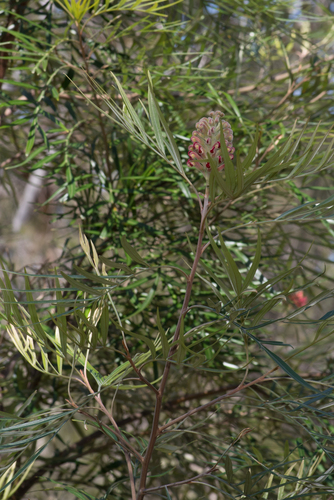 Grevillea banksii