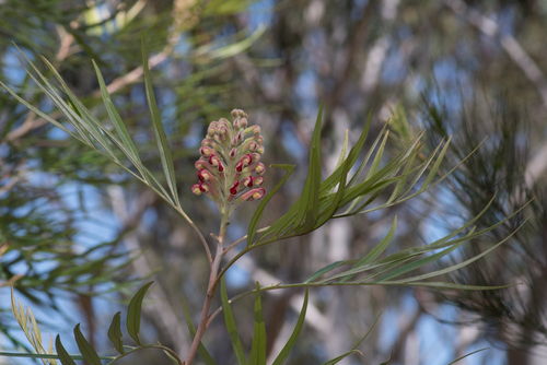 Grevillea banksii