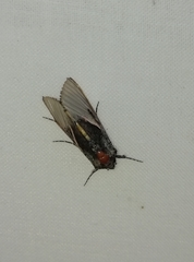 Vittaplusia vittata