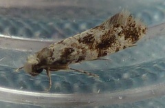 Nemapogon granella