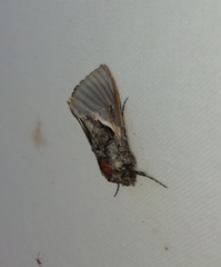 Vittaplusia vittata