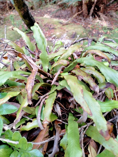 Southern strap fern (Notogrammitis rigida)