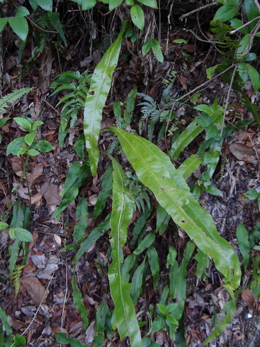 Lepisorus fortuni, photograph 4
