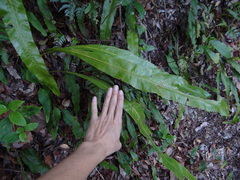 Lepisorus fortuni, photograph 呂一起(Lyu yi-chi), CC BY, iNaturalist via GBIF