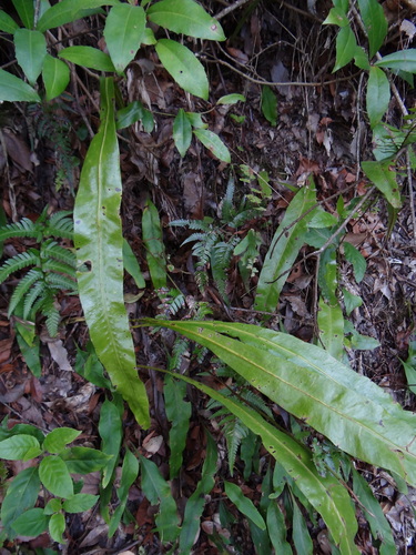 Lepisorus fortuni, photograph 6