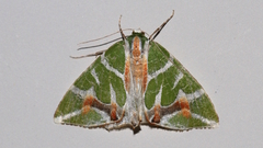 Chlorodes boisduvalaria