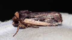 Proteuxoa tortisigna