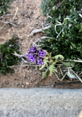 Phacelia popei