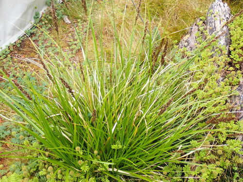 Carex appressa (Carex appressa)