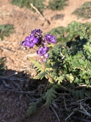 Phacelia popei