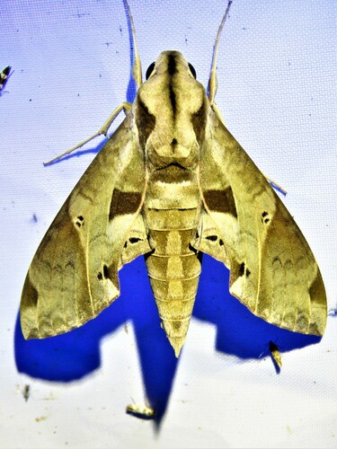 Satellite Sphinx photo 3