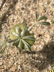 Lupinus shockleyi