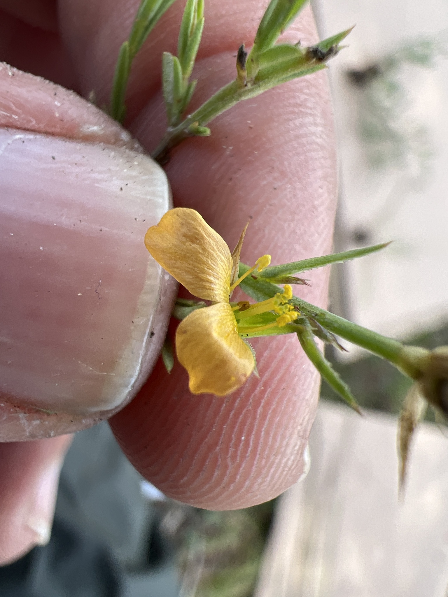 Linum australe var. glandulosum