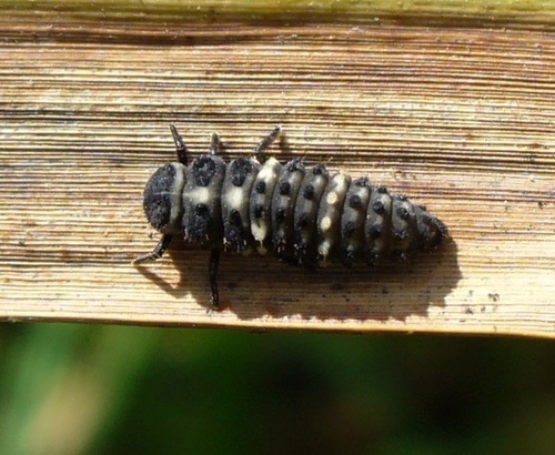 Thirteen-spotted Lady Beetle