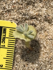 Lupinus shockleyi