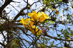 Handroanthus ochraceus