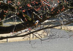 Phoenicurus auroreus