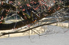 Phoenicurus auroreus