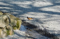 Phoenicurus auroreus