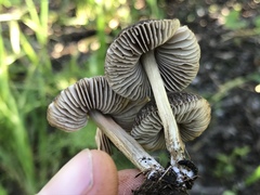 Pluteus nanus