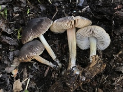 Pluteus nanus