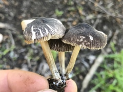 Pluteus nanus