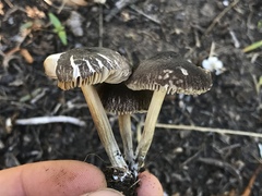 Pluteus nanus