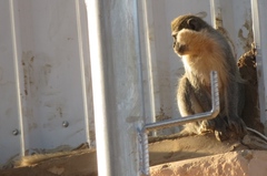 Chlorocebus aethiops