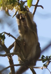 Chlorocebus aethiops