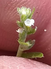 Pectocarya peninsularis