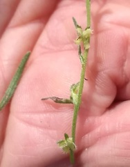 Pectocarya peninsularis