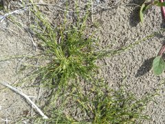 Pectocarya peninsularis