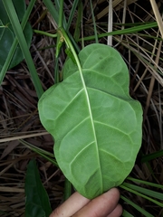Leichhardtia rostrata