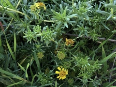 Deinandra clementina