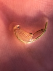 Branchinecta lindahli