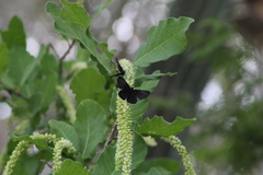 Melanis cephise cephise