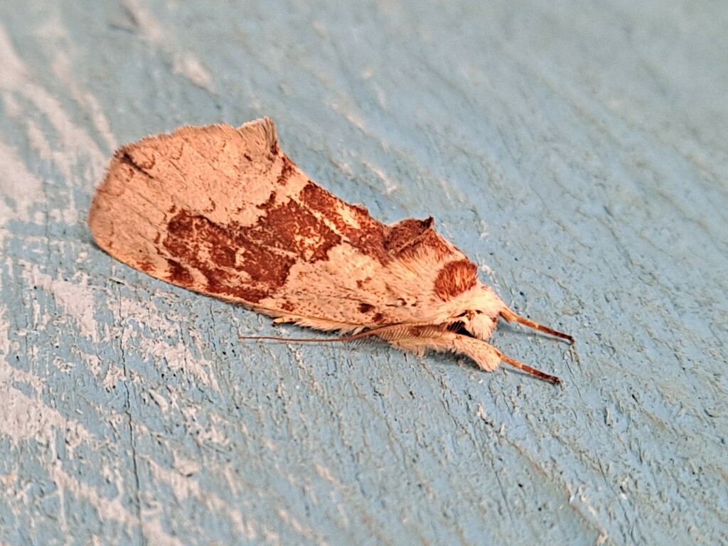 Omichlis rufofasciata