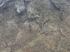 Branchinecta lindahli