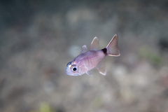 Look-Alike Cardinalfish photo 2